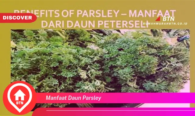 manfaat daun parsley