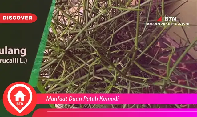 manfaat daun patah kemudi