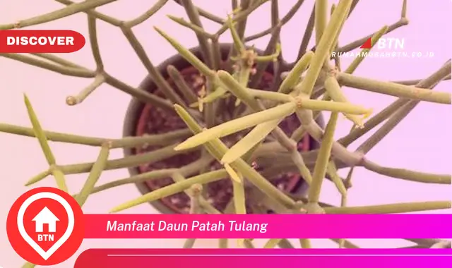 manfaat daun patah tulang