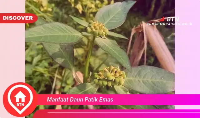 manfaat daun patik emas