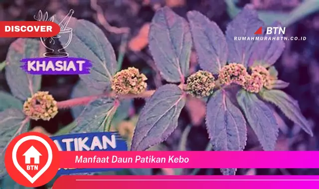 manfaat daun patikan kebo