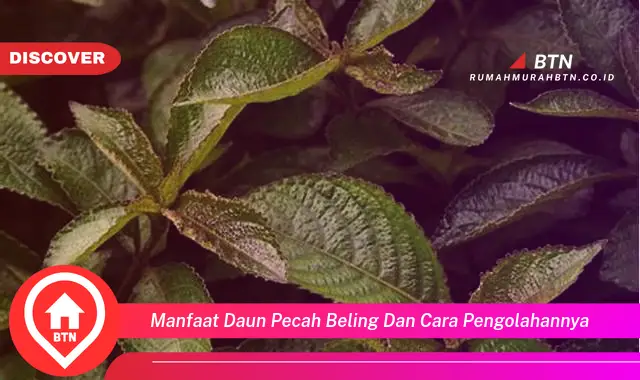 manfaat daun pecah beling dan cara pengolahannya