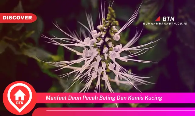 manfaat daun pecah beling dan kumis kucing