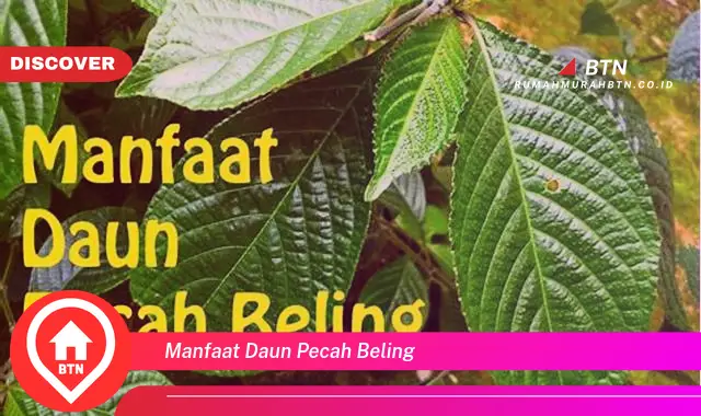 manfaat daun pecah beling