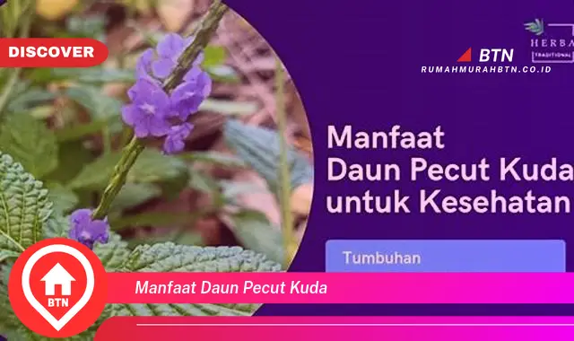 manfaat daun pecut kuda