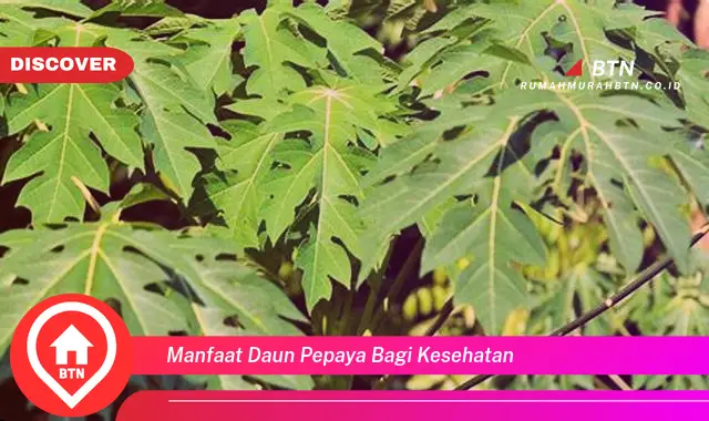 manfaat daun pepaya bagi kesehatan