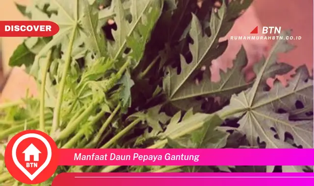 manfaat daun pepaya gantung