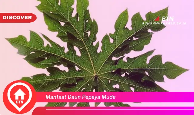 manfaat daun pepaya muda