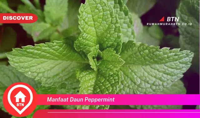 manfaat daun peppermint