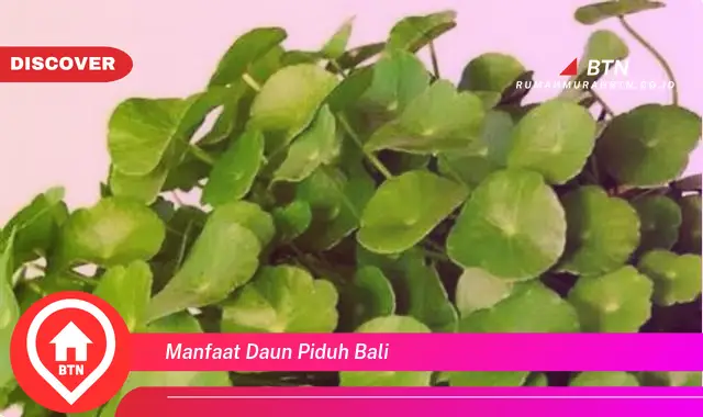 manfaat daun piduh bali