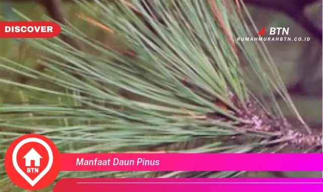 manfaat daun pinus