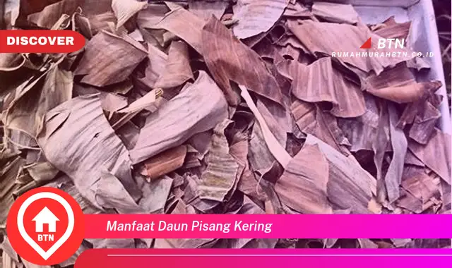 manfaat daun pisang kering