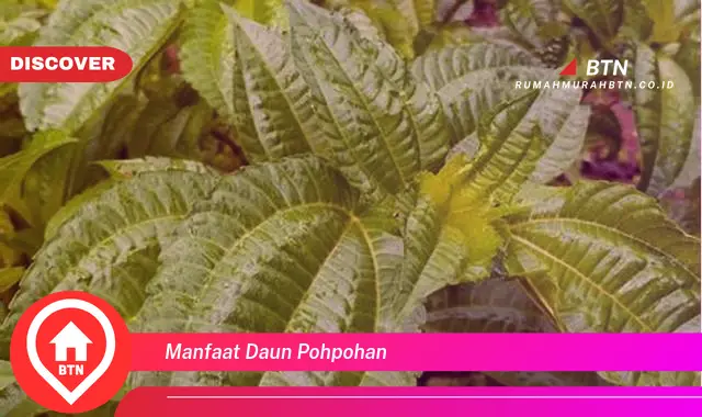 manfaat daun pohpohan