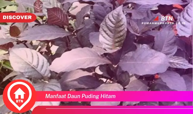 manfaat daun puding hitam