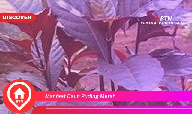 manfaat daun puding merah