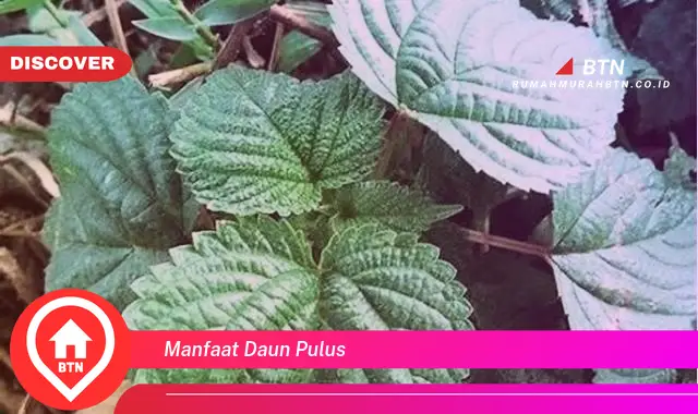 manfaat daun pulus