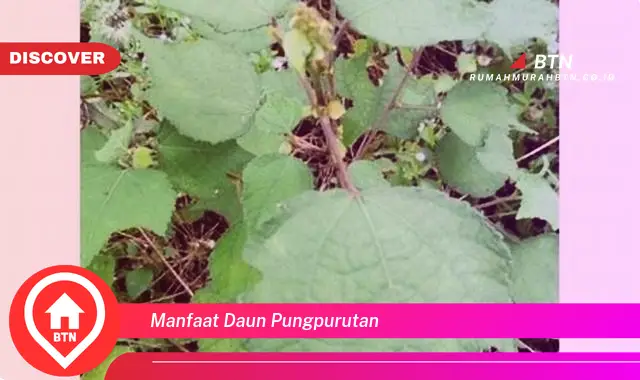 manfaat daun pungpurutan