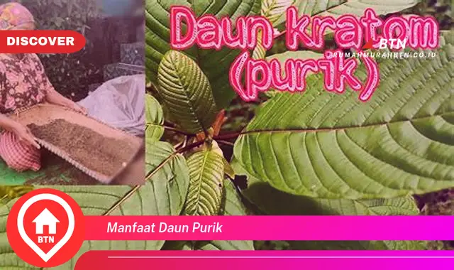 manfaat daun purik