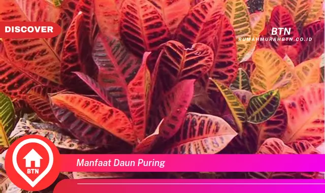 manfaat daun puring