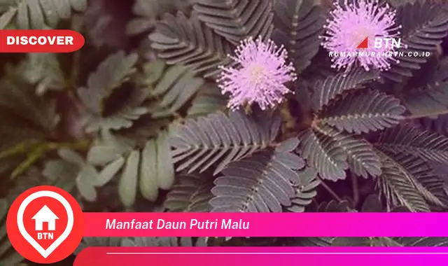 manfaat daun putri malu