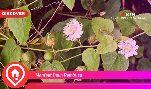 manfaat daun rambusa