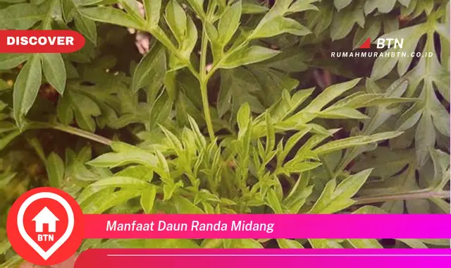 manfaat daun randa midang