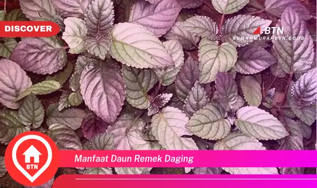 manfaat daun remek daging