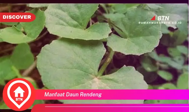 manfaat daun rendeng