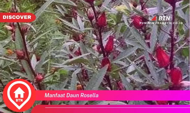 manfaat daun rosella