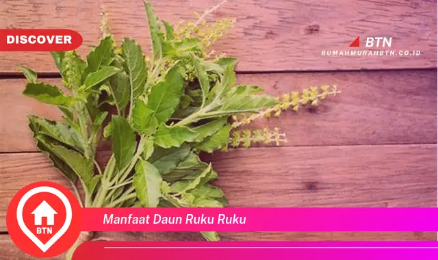 manfaat daun ruku ruku