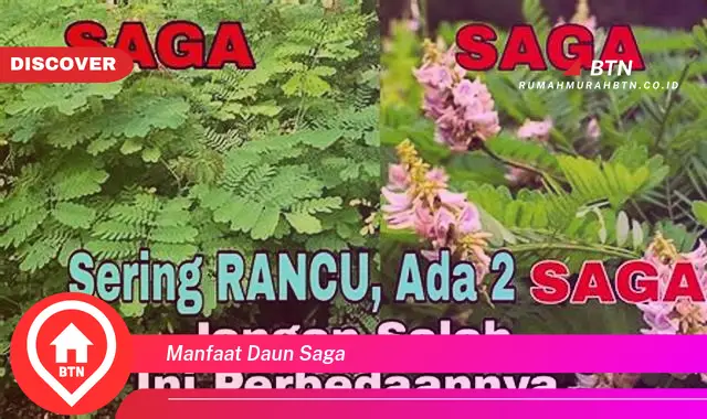 manfaat daun saga