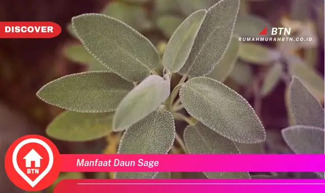 manfaat daun sage