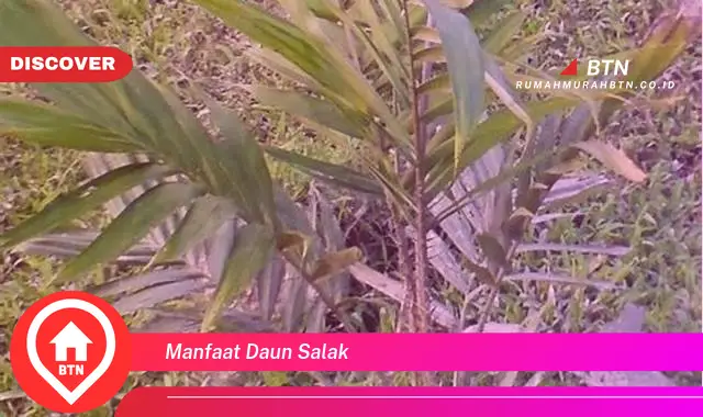 manfaat daun salak