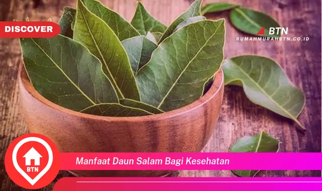 manfaat daun salam bagi kesehatan