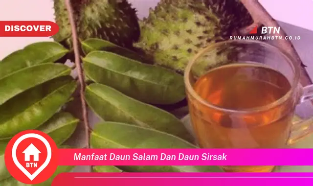 manfaat daun salam dan daun sirsak