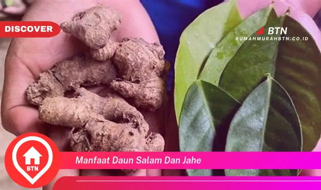 manfaat daun salam dan jahe