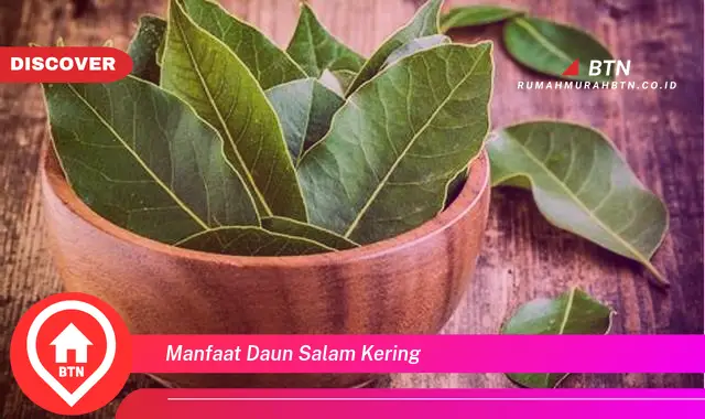 manfaat daun salam kering