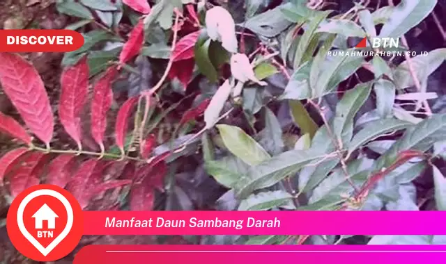 manfaat daun sambang darah