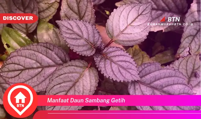 manfaat daun sambang getih