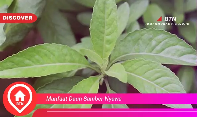 manfaat daun samber nyawa