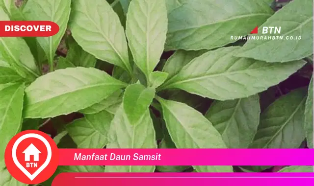 manfaat daun samsit