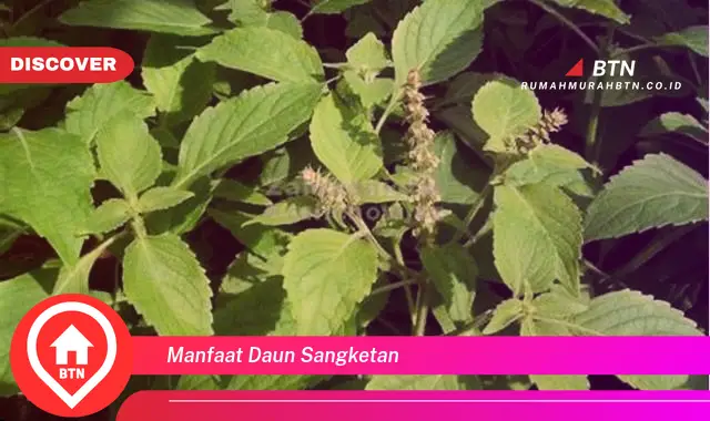 manfaat daun sangketan