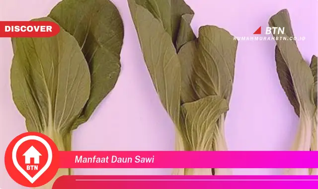 manfaat daun sawi