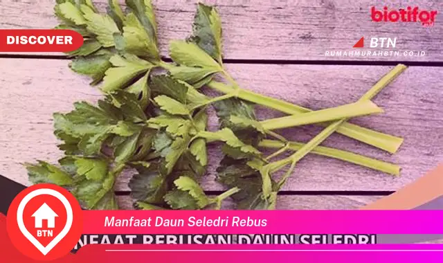 manfaat daun seledri rebus