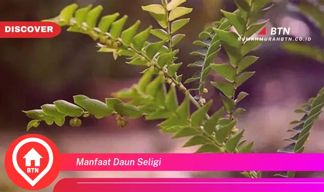 manfaat daun seligi