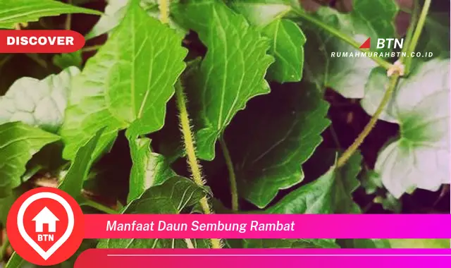 manfaat daun sembung rambat