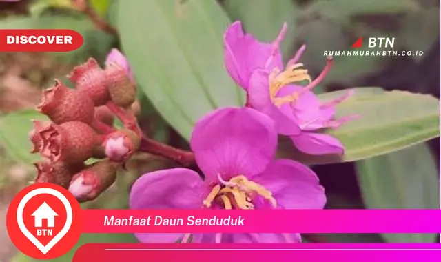 manfaat daun senduduk