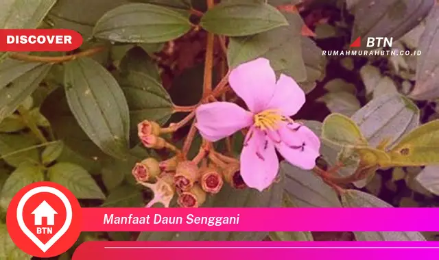 manfaat daun senggani