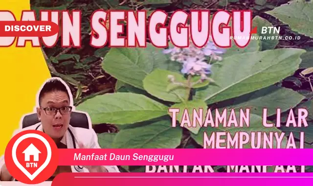 manfaat daun senggugu