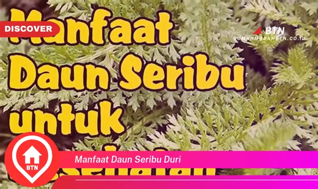 manfaat daun seribu duri